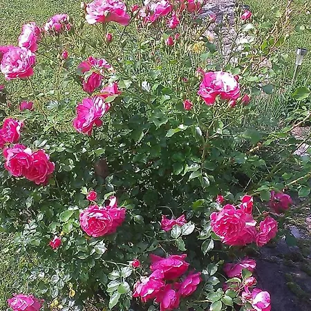 Feriehus House Bihać